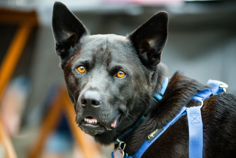 a large dog with yellow eyes and a collar