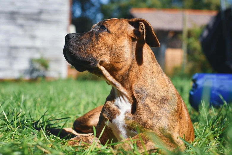 a close up of a dog in the grass