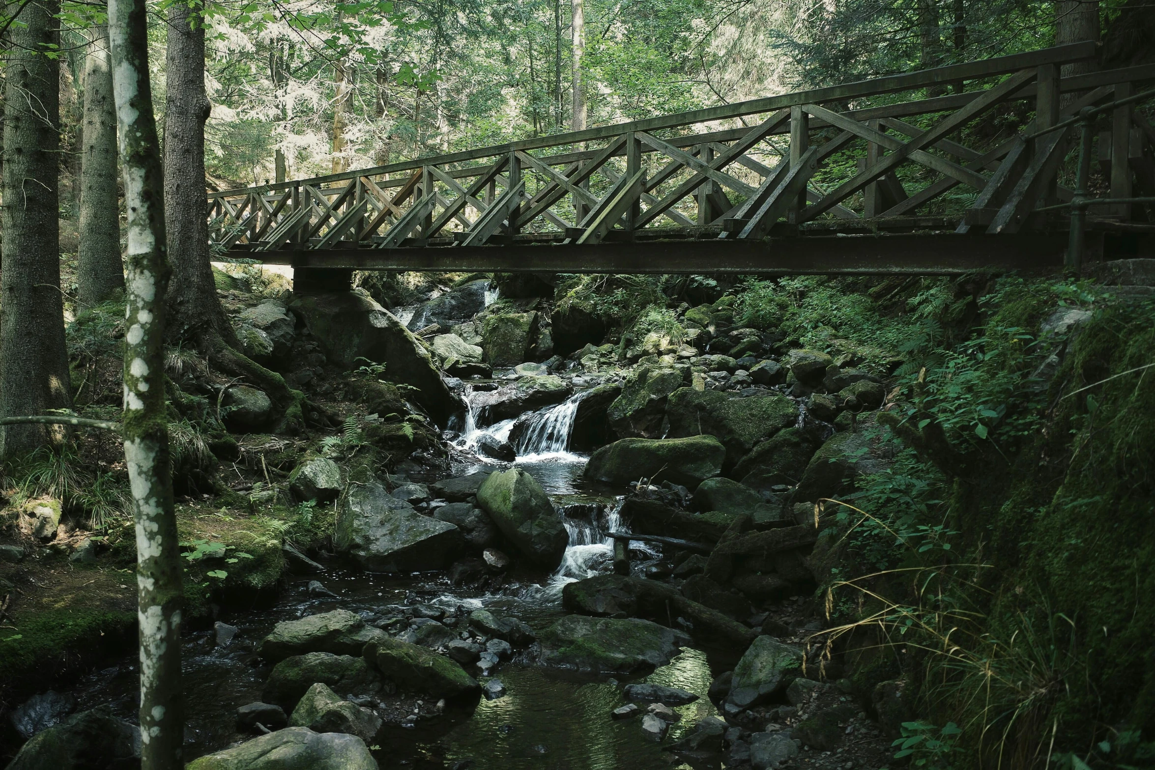 a wooden bridge over a creek surrounded by trees