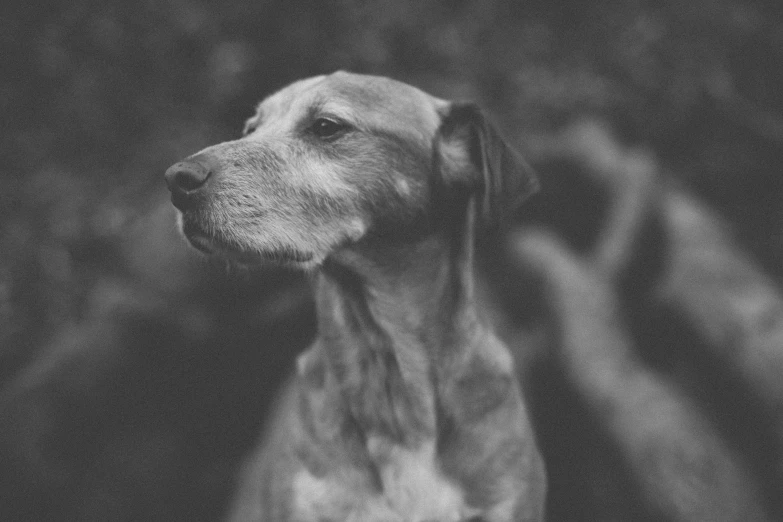 a dog is standing in front of a tree