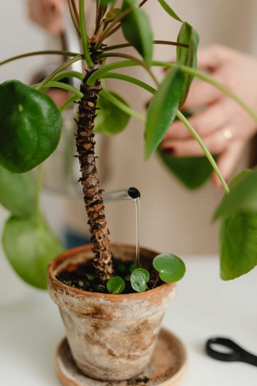 a small plant with some flowers and tiny green plants