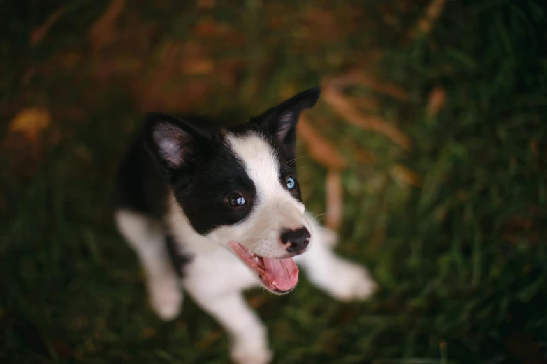 a little white and black dog with it's tongue out