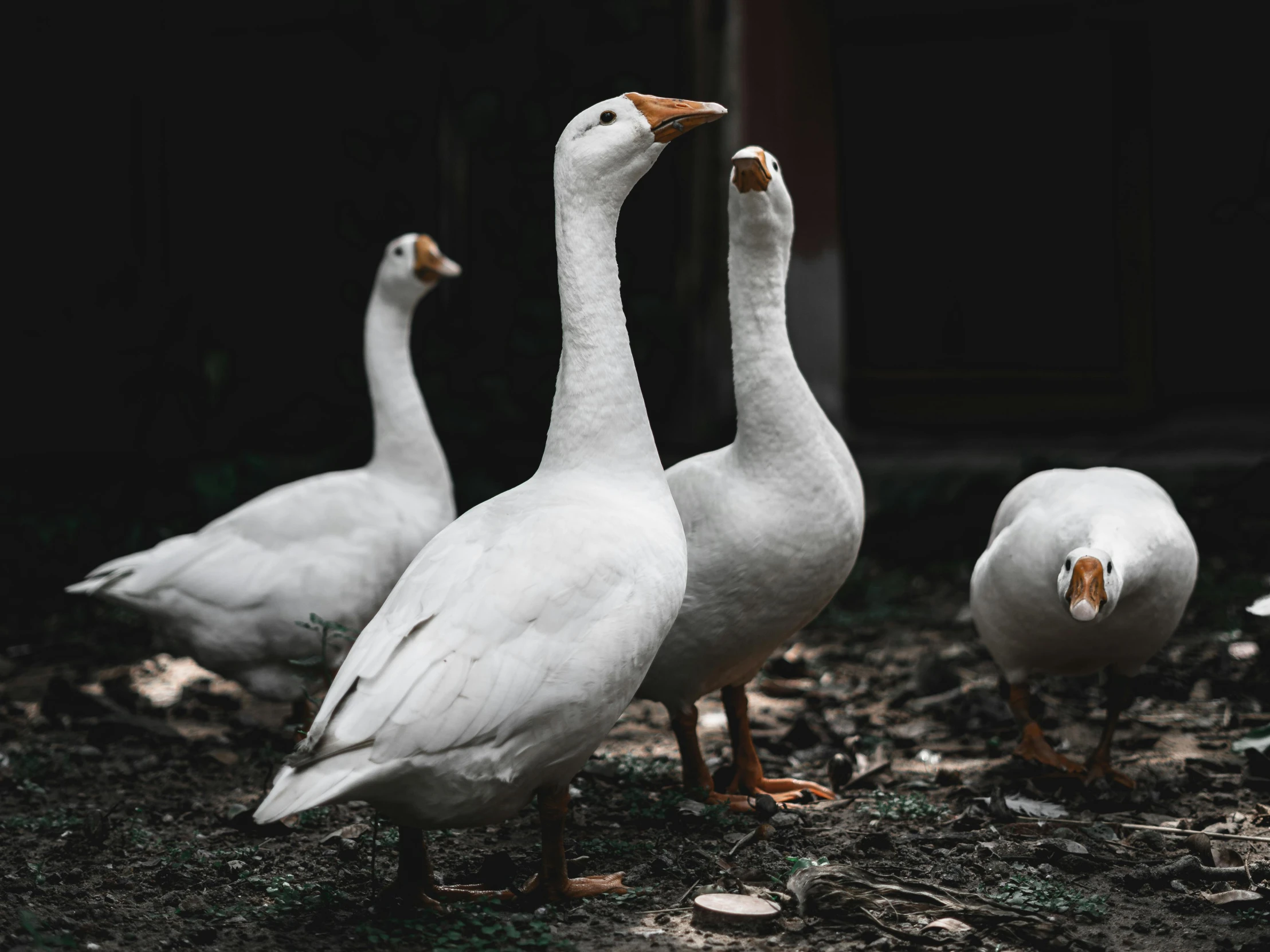 the white geese are standing outside together