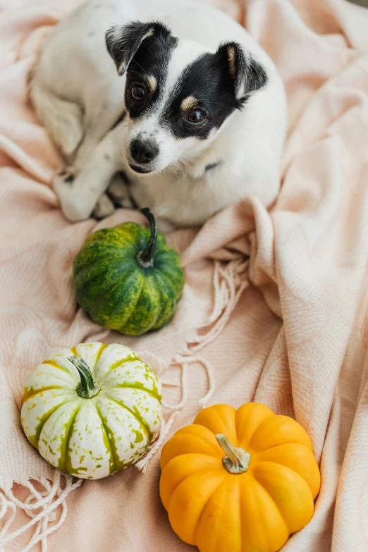 a dog is laying next to several decorative pumpkins