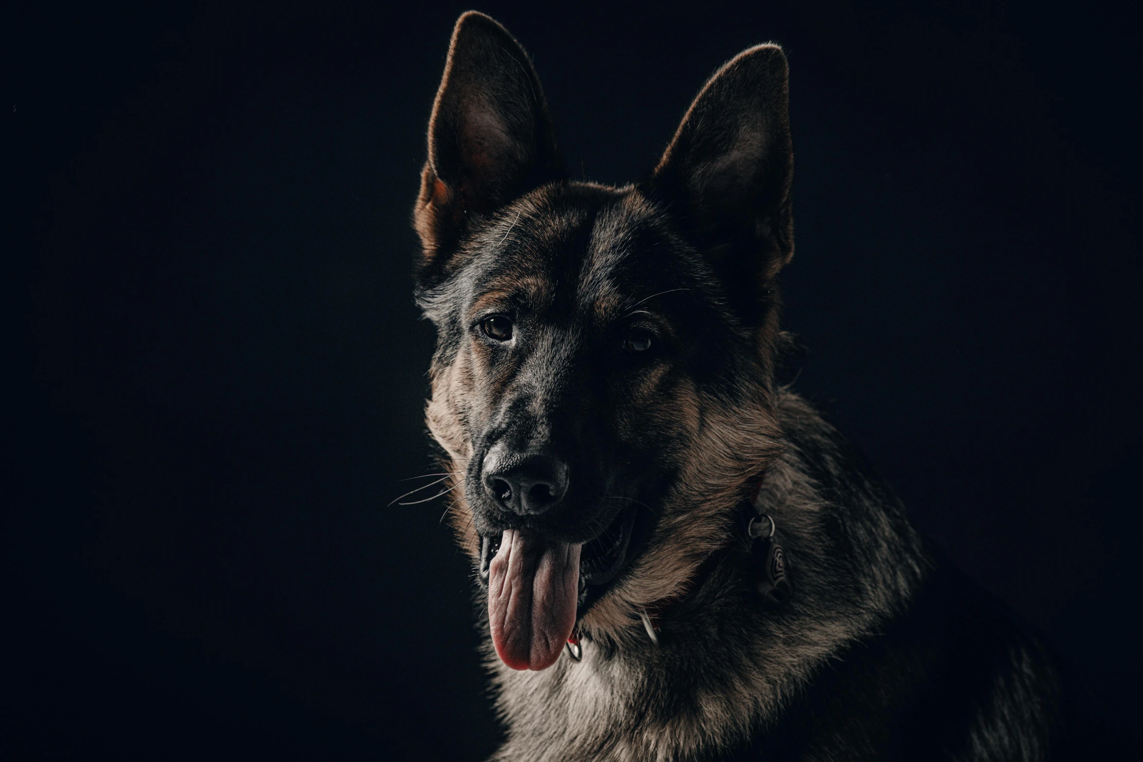 an adult dog with his tongue open and teeth showing