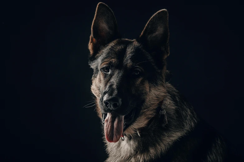 an adult dog with his tongue open and teeth showing