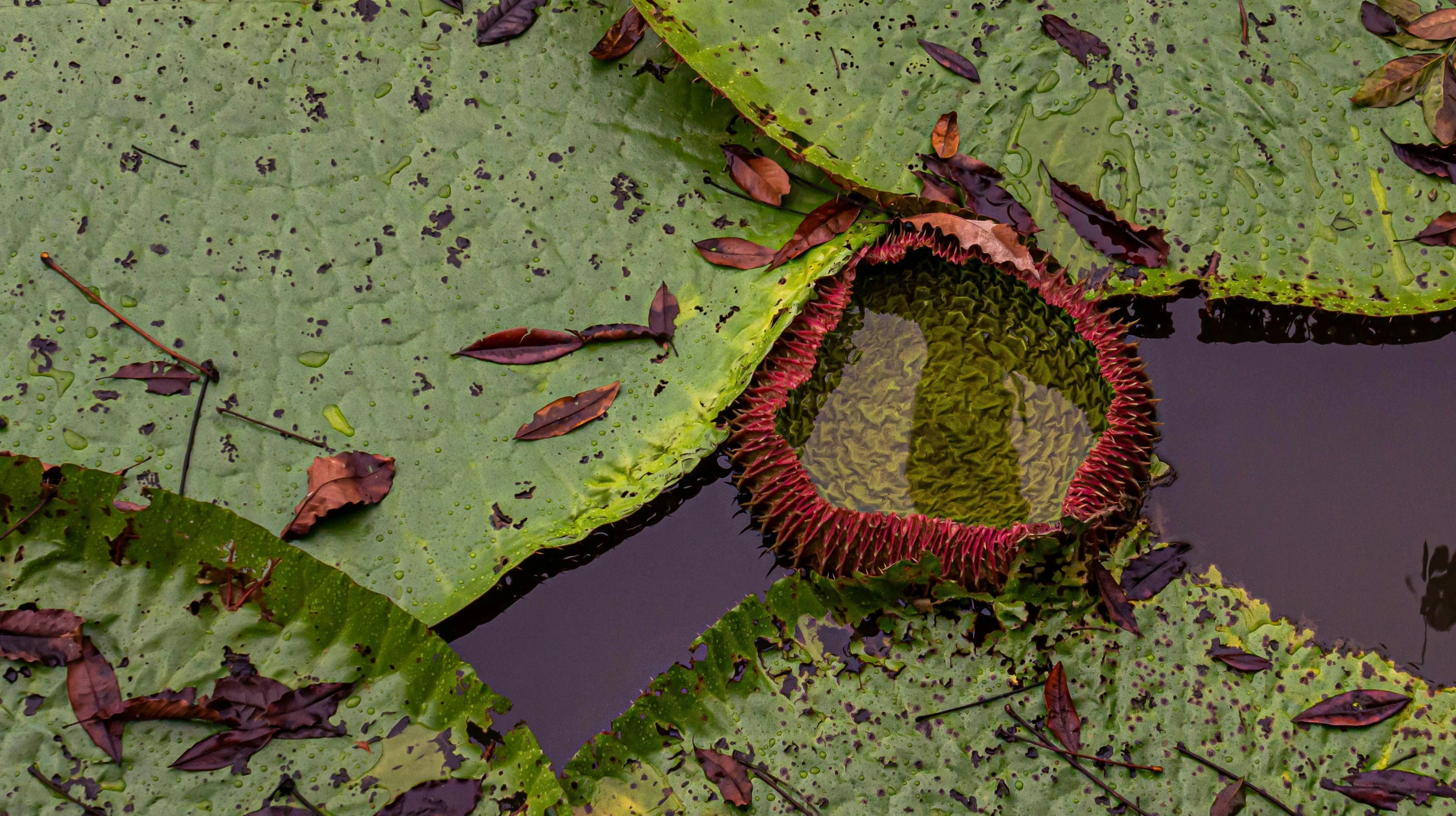 a large leaf with a flower growing from it