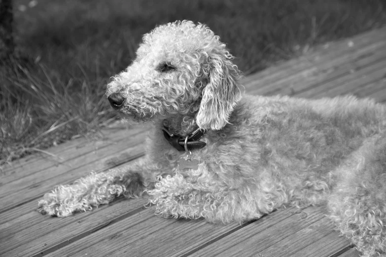 a small white poodle dog laying on top of a wooden pier