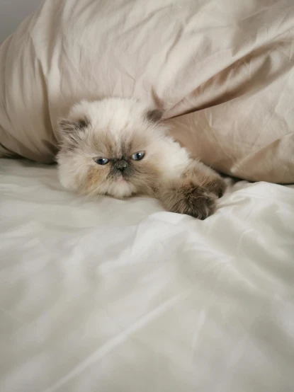 a cat laying in a bed covered in pillows