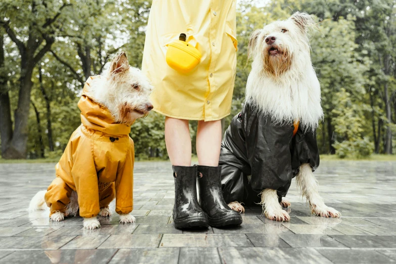 three dogs that are dressed in rain coats