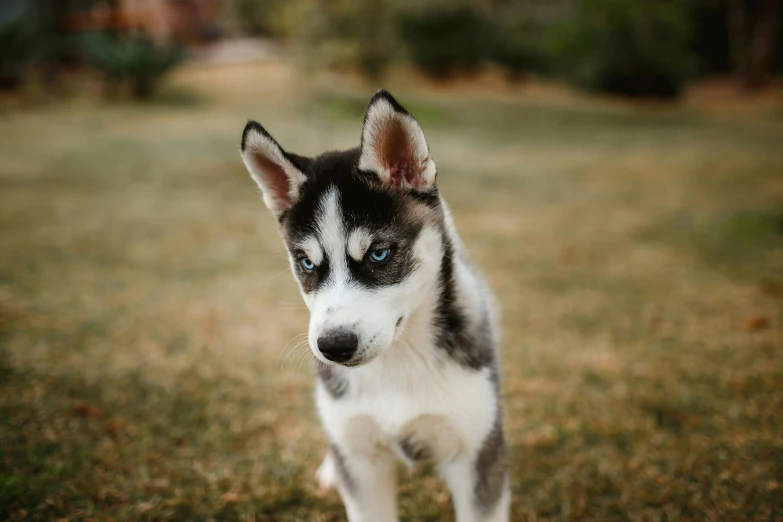 a husky dog standing on a patch of grass