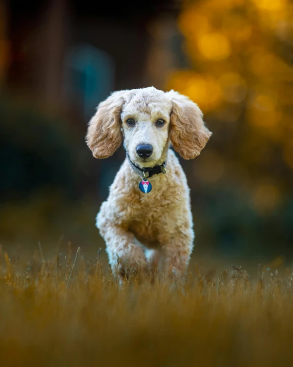 small red poodle running in tall grass near a tree