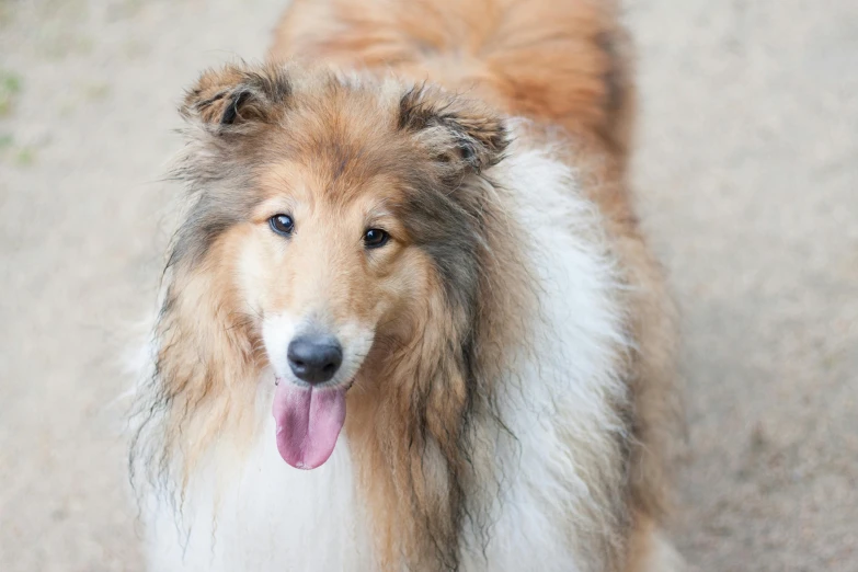 a fluffy brown and white dog with it's tongue out