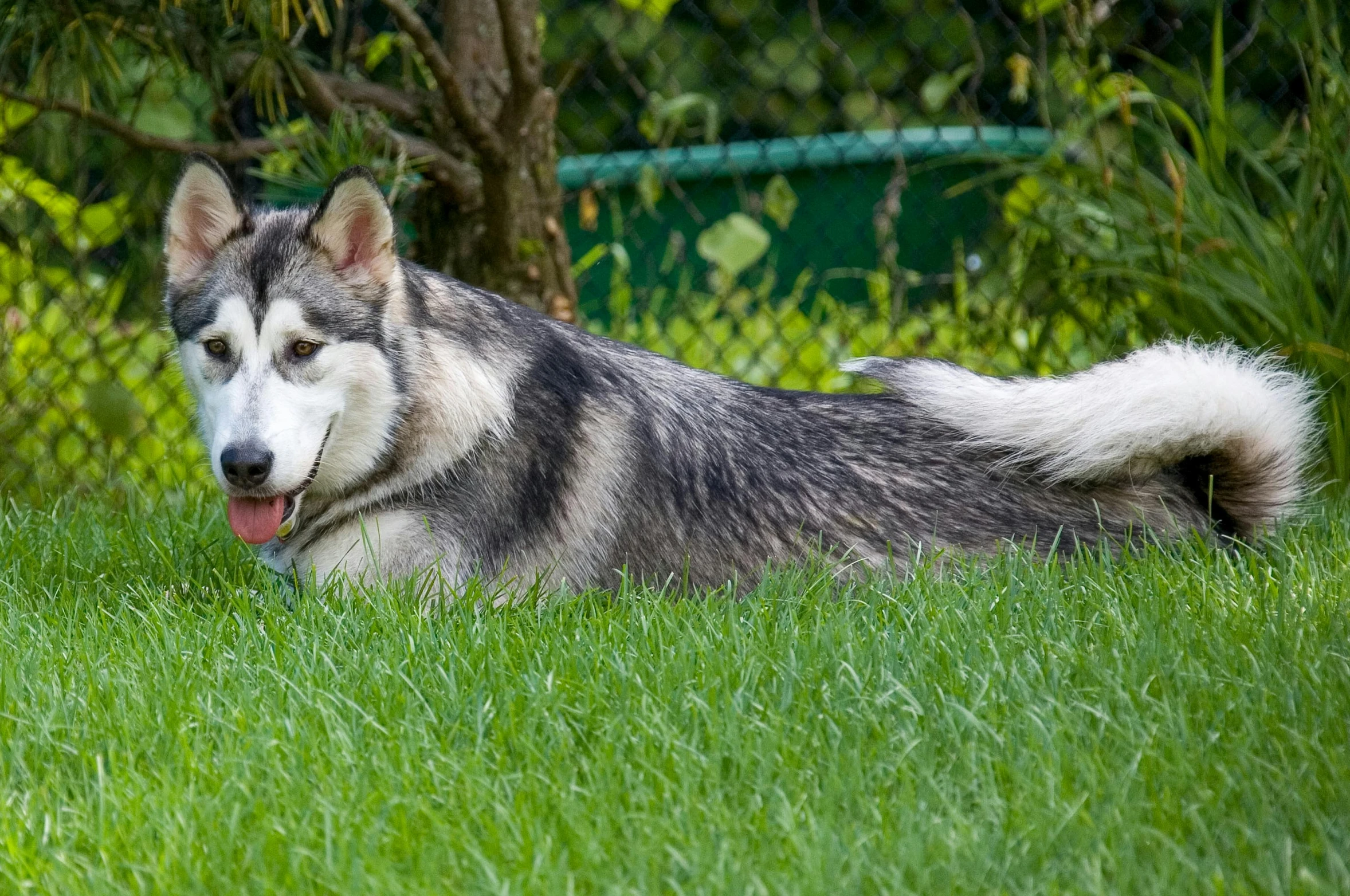 a husky dog is sitting in a yard