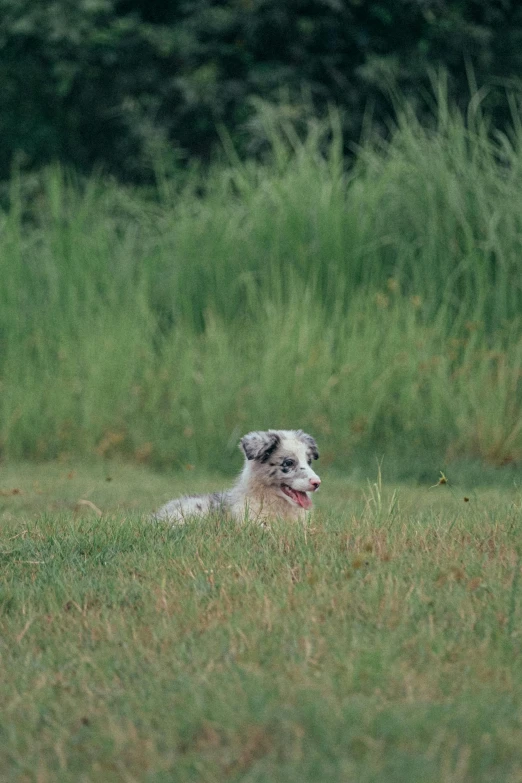 a dog is laying in the grass with its tongue hanging out