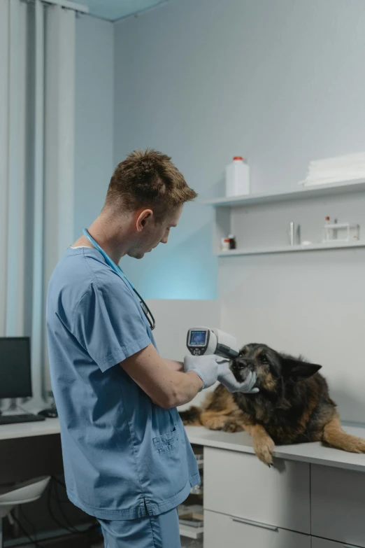 a vet checks his teeth for the patient