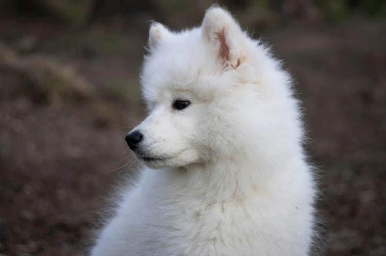 an adult white dog looking at the camera