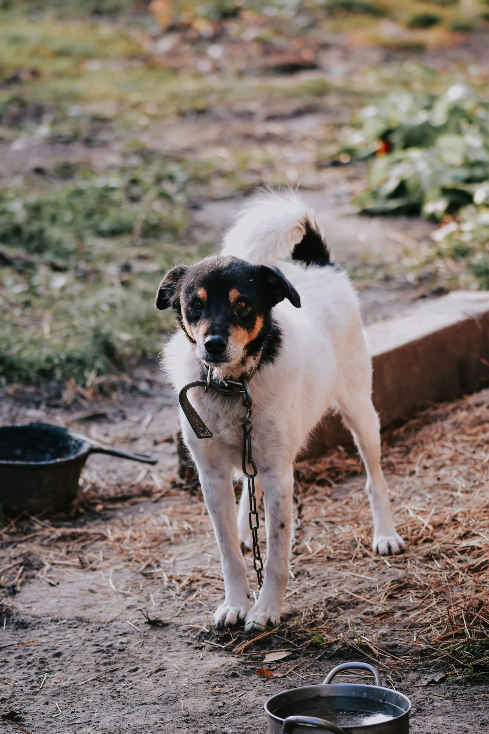 a dog holding onto his chain on a leash