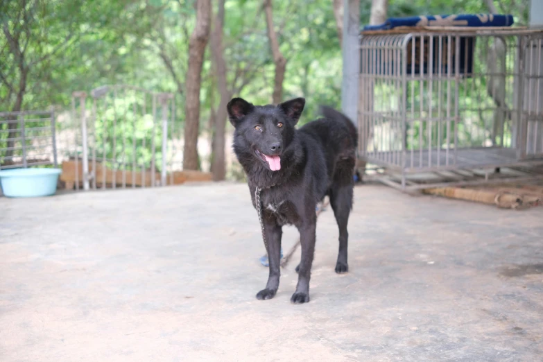 a dog is standing in the dirt near trees