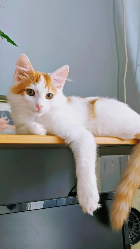 the small orange and white cat is sitting on the counter