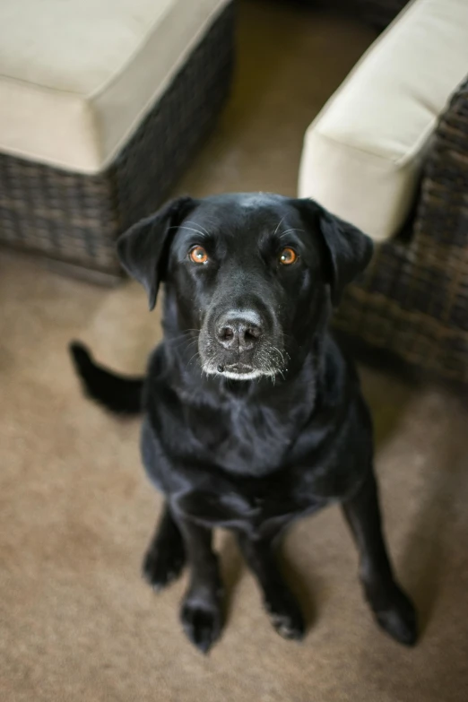 a close up of a black dog sitting on the floor