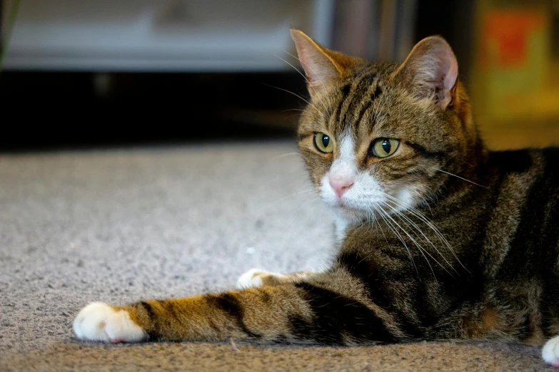 a small brown and white cat sitting on a rug