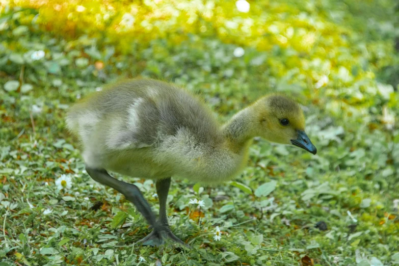 a baby bird is walking in the grass