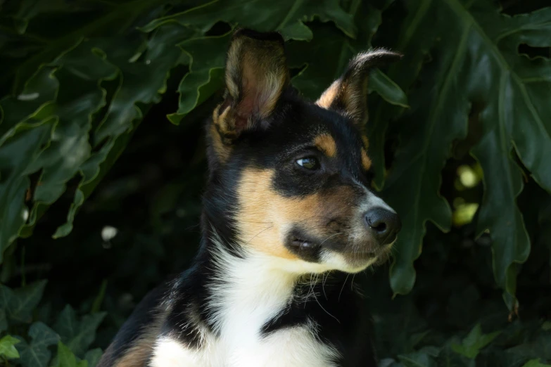 there is a brown and white dog next to a plant