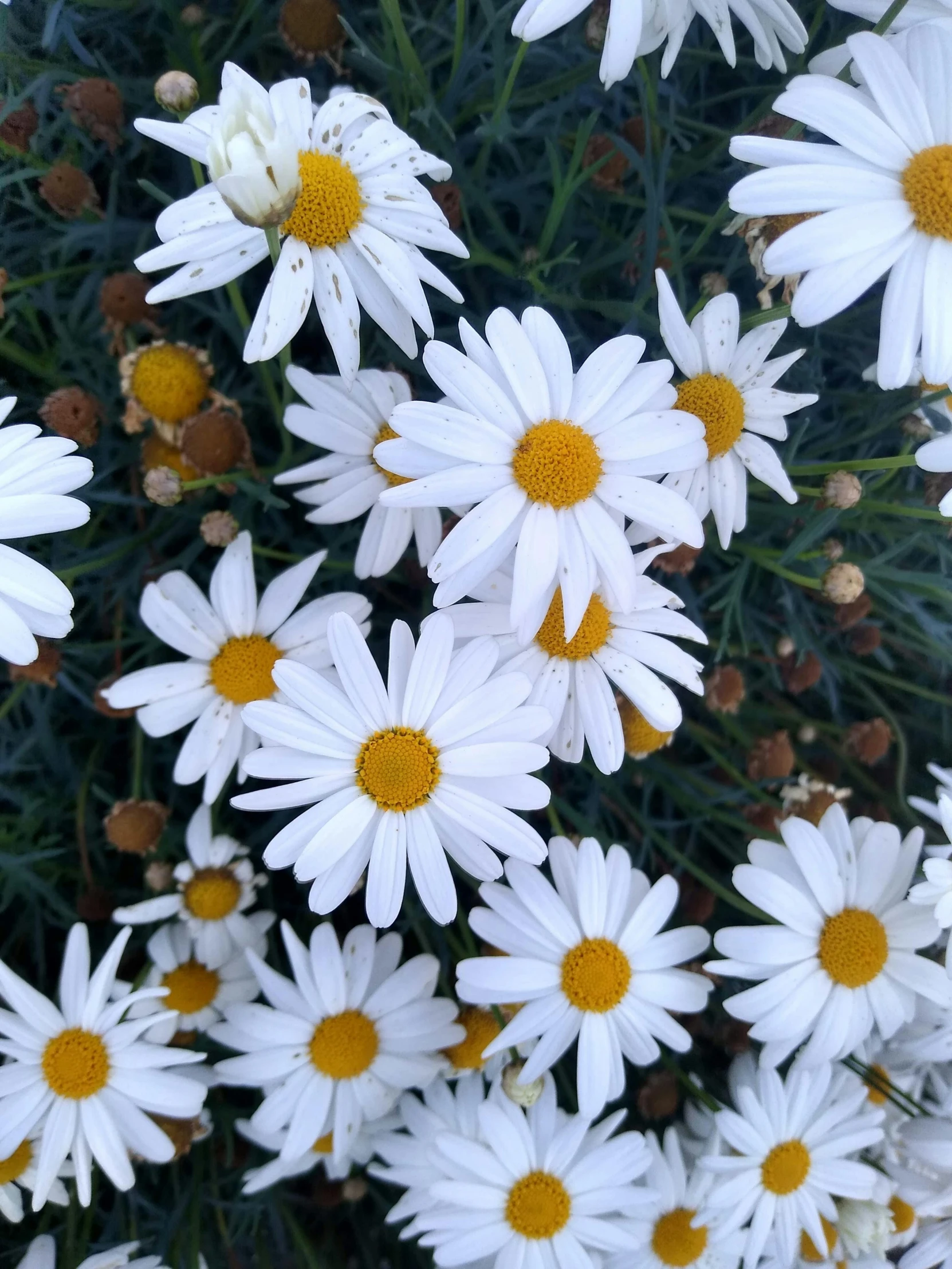 white daisies with brown center surrounded by white buds