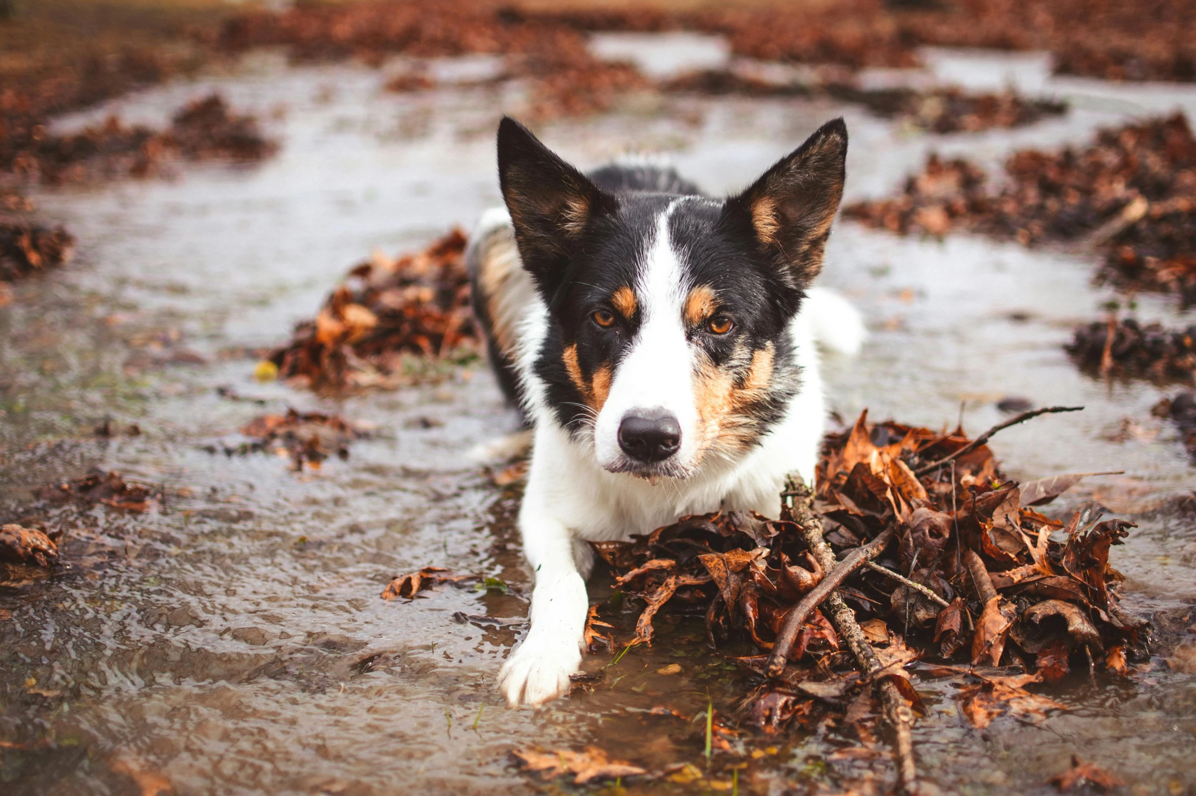 the black and white dog sits in the muddy wet area