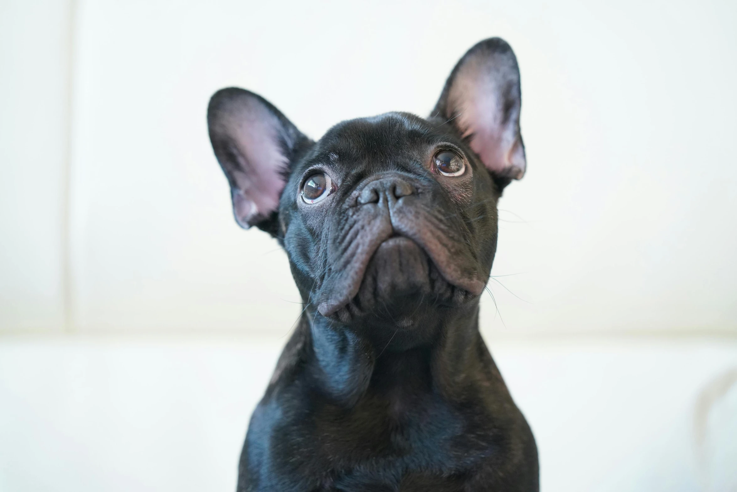 a black dog with brown eyes looks up