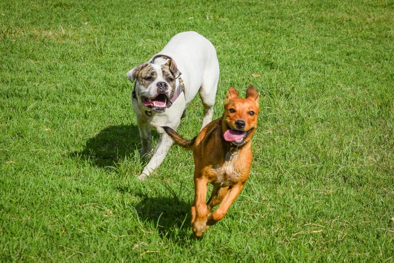 two dogs are running on the grass together
