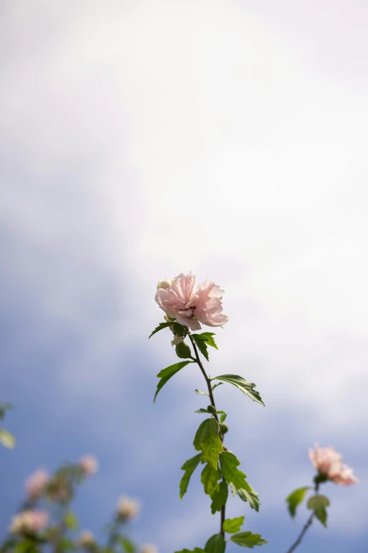 this is an image of a pink flower