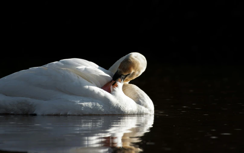 the white swan is sitting on its side in water