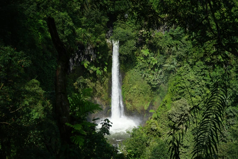a small waterfall in a jungle with trees surrounding it