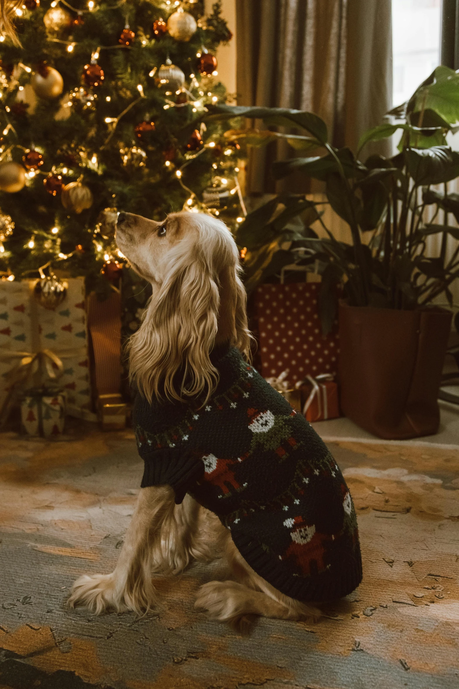 a dog sits in front of a christmas tree wearing a sweater