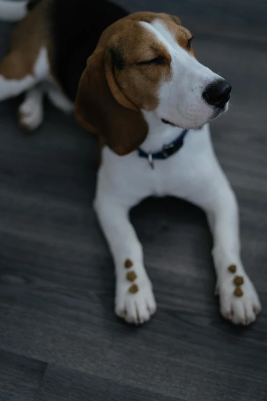 there is a beagle dog lying down on the floor