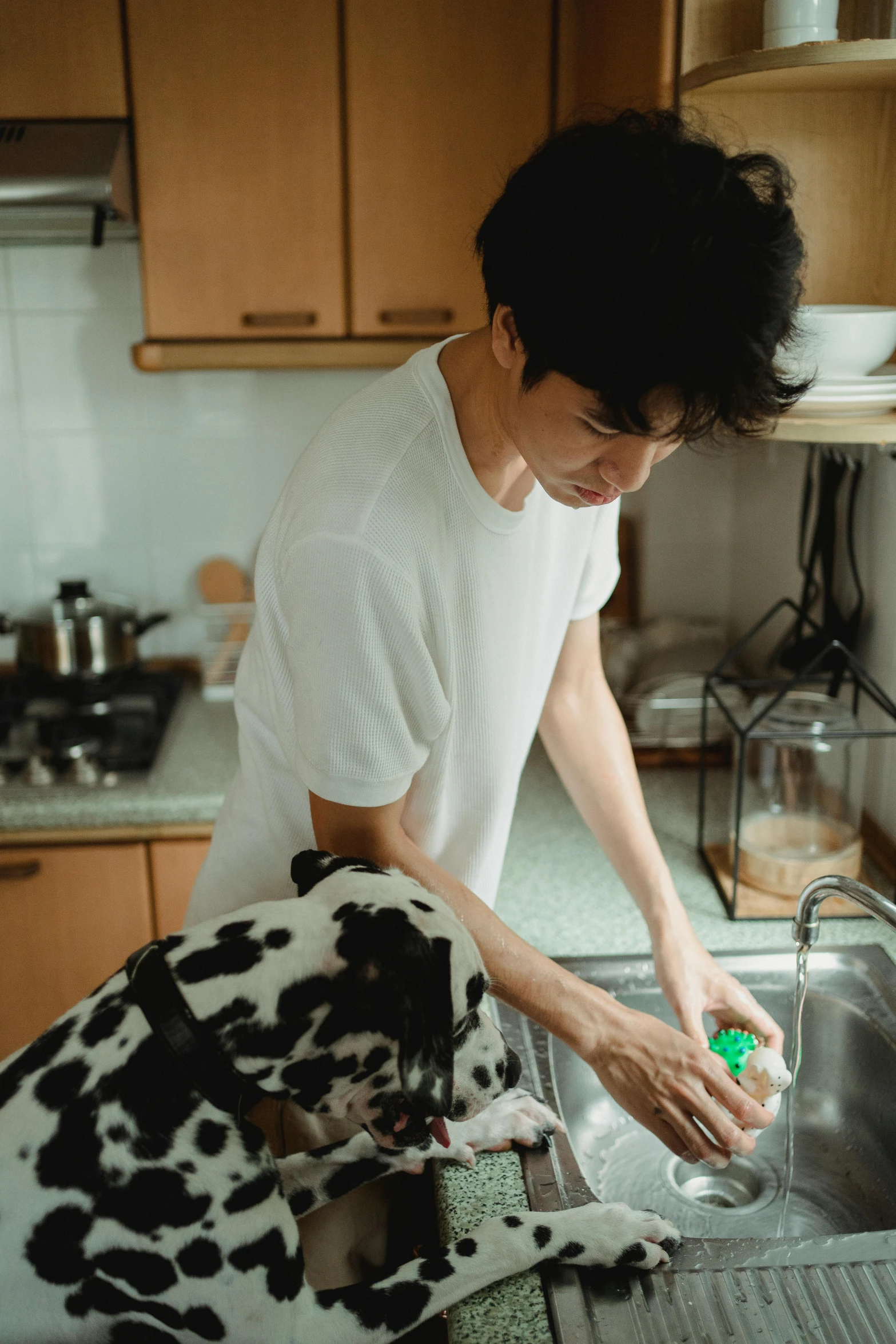 a person petting a cow in a kitchen sink