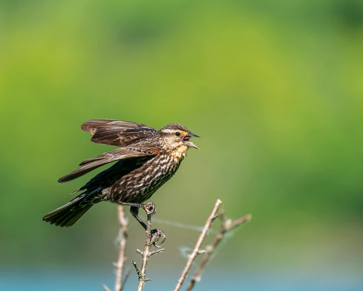 a small brown bird sitting on top of a plant