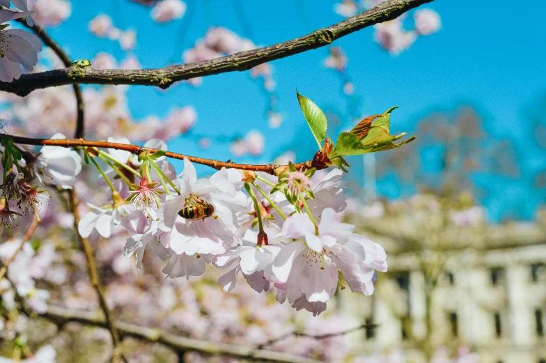 pink flowers in bloom on a nch of a tree