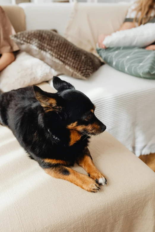 an adorable dog laying down on a bed