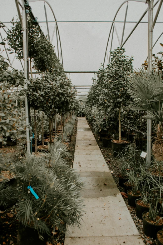 a walkway surrounded by trees and plants in a small area