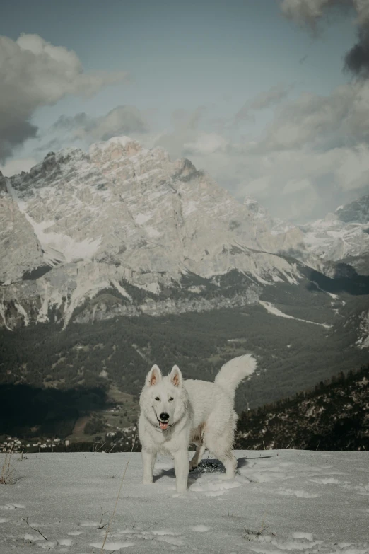 a white dog with an uncooked face standing in snow in front of mountain range