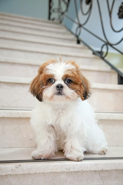 a small white and brown dog sitting on the steps