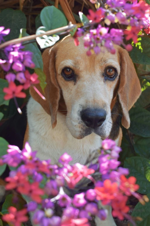 a beagle looks around while looking through some flowers