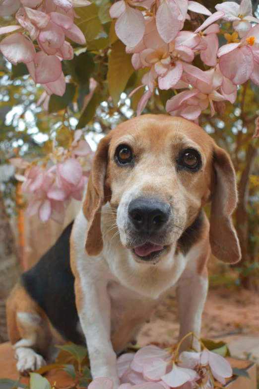 a brown and white dog standing underneath a pink flower