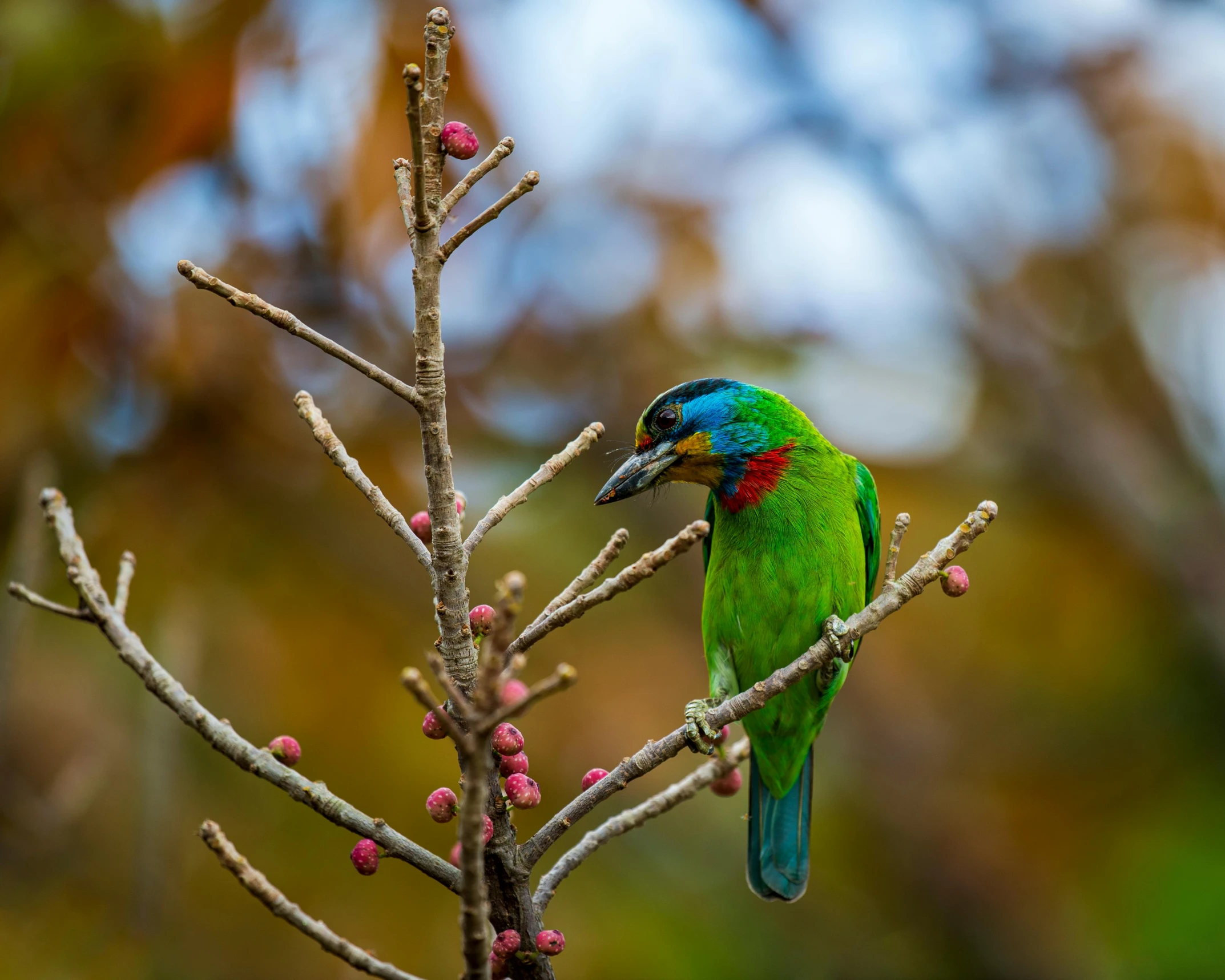 a brightly colored bird sits on a nch in a tree