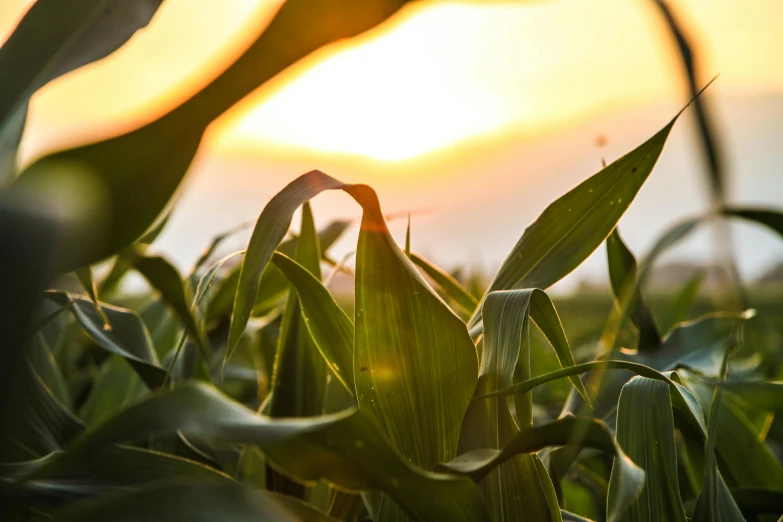 the sun is setting over the field of corn