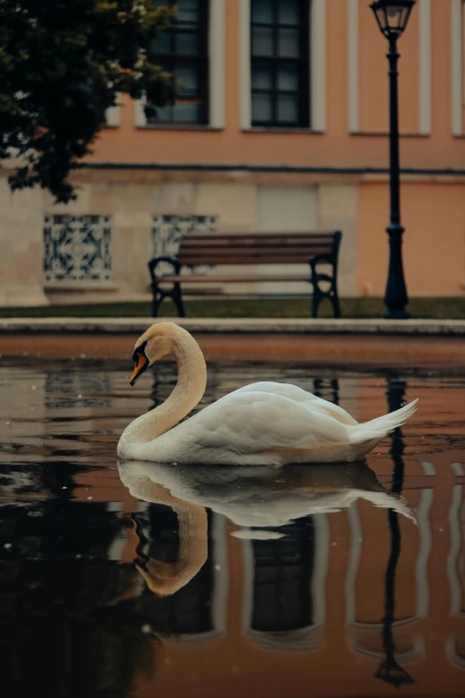 a white swan sitting on top of a pond