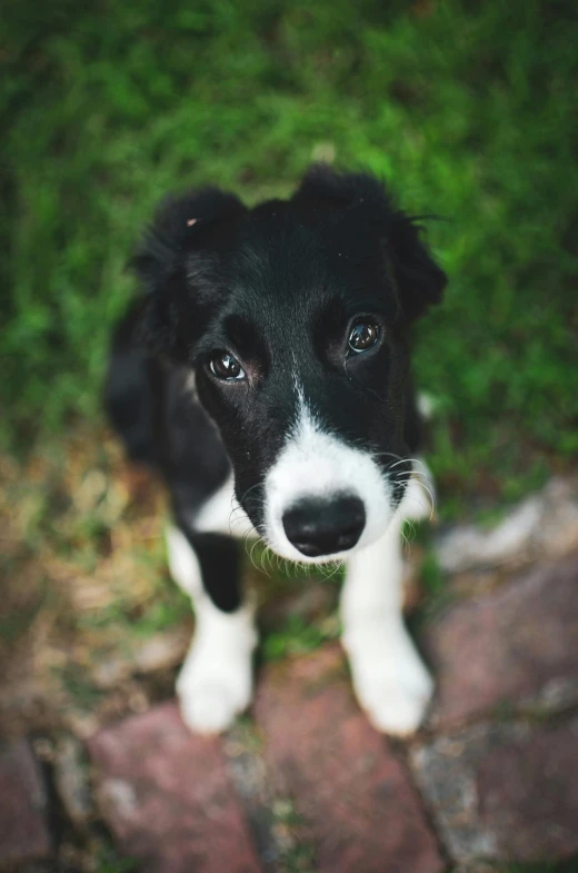 a dog is looking at the camera while sitting on the ground